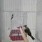 حسون اوربي ذكور