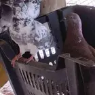 حمام للبيع سليم شرط ومنتج