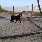 فحل عارضي