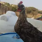 ديكة بلدي للبيع حضان