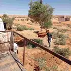 يوجد لدينا جميع احجام أشجار الزيتون والحمضيات