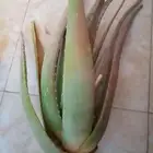 صبار بلدي ممتاز
