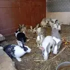 أرانب منتجه
