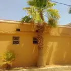 نخل زينه واشنطن للبيع بسعر مناسب