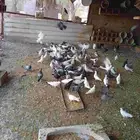 حمام مشكل البيع علي السوم