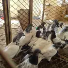 للبيع دجاجتين وحمام شامو