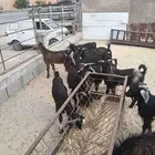 تيوس عارضي مستورد