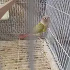 فرخين كنيور