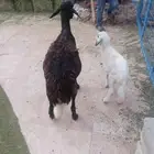نعجه سواكنيه يتبعها رخل
