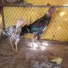 ديك ودجاجه سندي بيور دم صافي