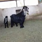 فحل عارضي