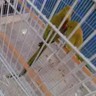 للبيع ببغاء الدرة