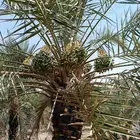 يوجد لدينا مزرعه للبيع خلاص السكري 4000 0 5 0 7 0 9 6 3 8 4
