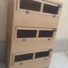 حضانة صيصان