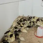 يتوفر بفضل الله صوص بط مسكوفي