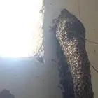 عسل سدر حر بجانب شجرة السدر