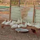 بط بكيني بياض