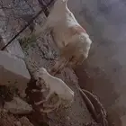 نعجه منتوج معها رخل سن ثني نعجه شرط ورايمه بنتها وبتها بصحه