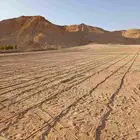 موجود عمال شبكات وزراعه وتوريد نخل وزيتون وبرتقال ويوسفي في