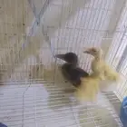 بط سمك طيور