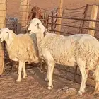 غنم حريات دفيع شرط على الفحص