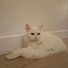قطط لتبني