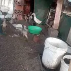 زوج بط ذكروانثى