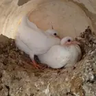 زغاليل حمام فرنسي طيبه