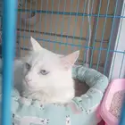 بسم الله قطه شيرازي للتبني نظيفه جدا وأخذه كل التطعيمات