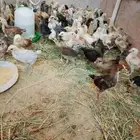 صوص مشكله للبيع