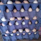 8 اطباق بيض مخصب