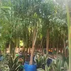 بيع شجرة نخل ملوكي جمله 40   فقط