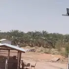 ثمره خلاص البيع فاخر من الاخر