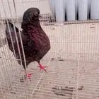انثى مودينا امريكي