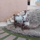 عنز جنوبيه يتبعها جفره