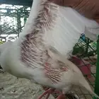 حمام فرنسي سوبر جامبو