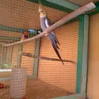 بيع ذكر كروان العمر سنه ونص