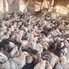 صوص دجاج الوان فواتح السعر 4ريال