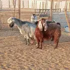 معزا دفيع فحص سومار