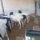طليان برابر