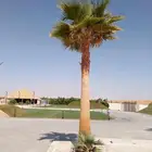 يوجد لدينا جميع انواع النخيل العربي والوشنطني