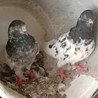 اذكرو الله للبيع جوز باكستاني تيدي شرط اصحه وا إلا انتاج