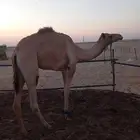 ركبي جدع طايع