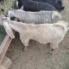 تيوس سته شهور طيبات