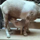 للبيع ماعز قزم ذكر 950