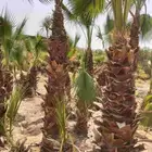 م ابو احمد تنسيق حدائق وتركيب جميع انواع الثيل