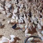 صوص بلدي