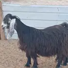 عنز عارضيه كفو