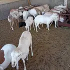 غنم رفيدي حبشي