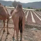 موقعنا الباحة الرياض جدة